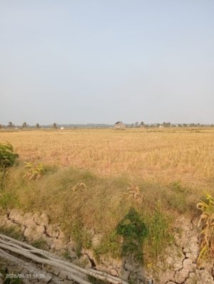 Sawah Desa Pergam Kembali Diolah, Petani Siapkan Lahan untuk Tanam Padi