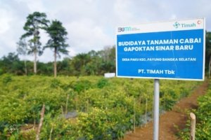 Tak Hanya Tambang, PT TIMAH Dorong Kemandirian Pangan Lewat Sektor Pertanian dan Perikanan