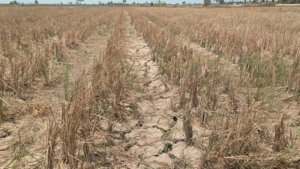 Kekeringan Bikin Petani Bangka Selatan Tak Berani Tanam, Produksi Hortikultura Tertekan